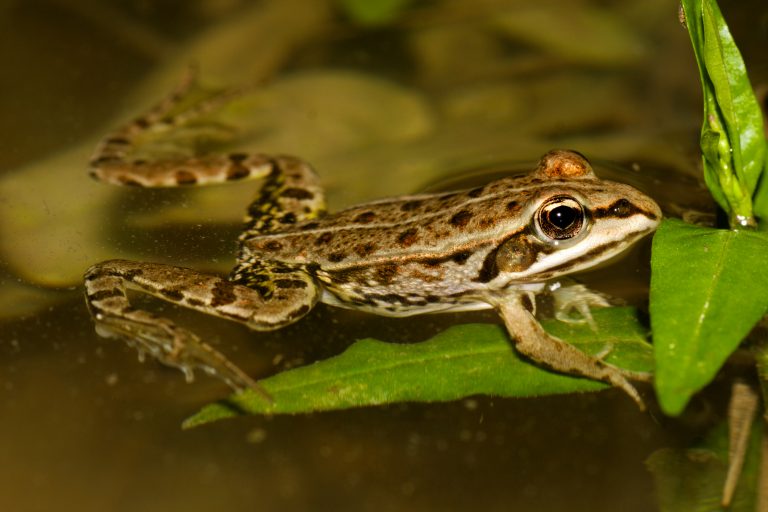 Zelena žaba / Green frog (Rana esculenta) © G. Šafarek - Drava Life